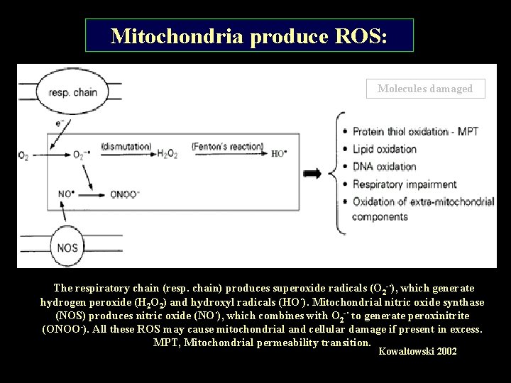 Mitochondria produce ROS: Molecules damaged The respiratory chain (resp. chain) produces superoxide radicals (O