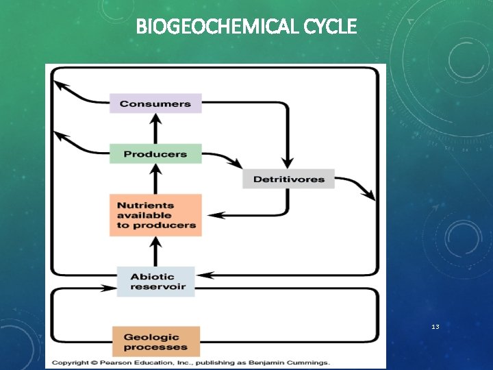 BIOGEOCHEMICAL CYCLE 13 
