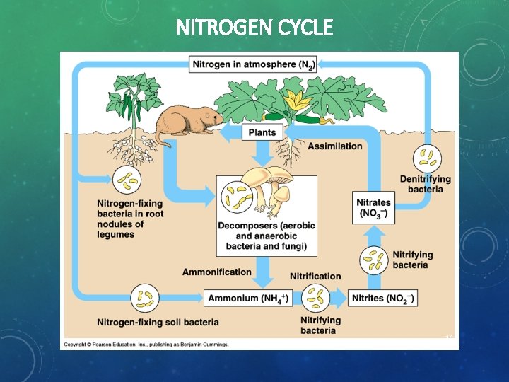 NITROGEN CYCLE 14 