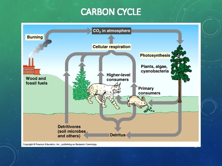 CARBON CYCLE 17 