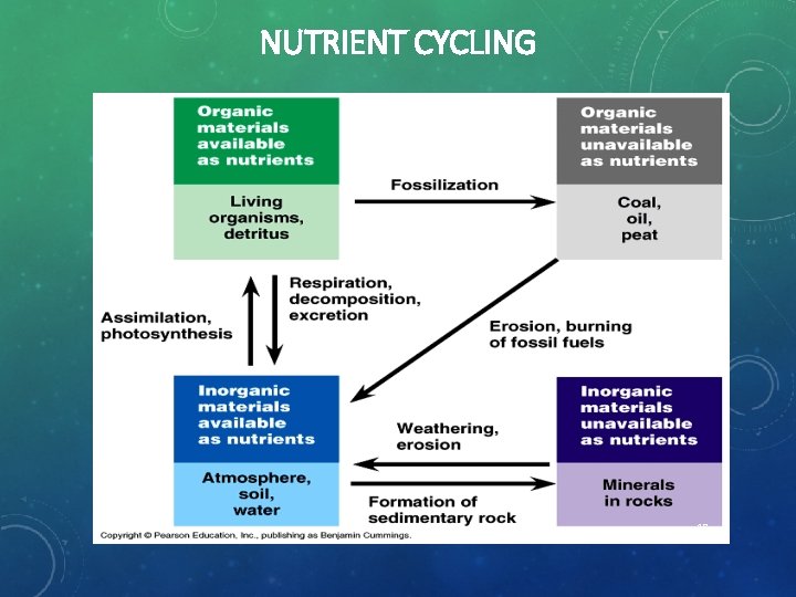 NUTRIENT CYCLING 18 