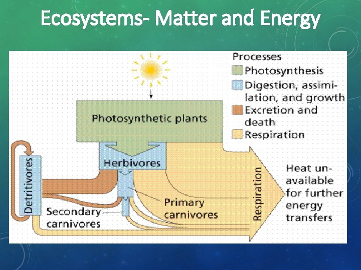 Ecosystems- Matter and Energy 2 