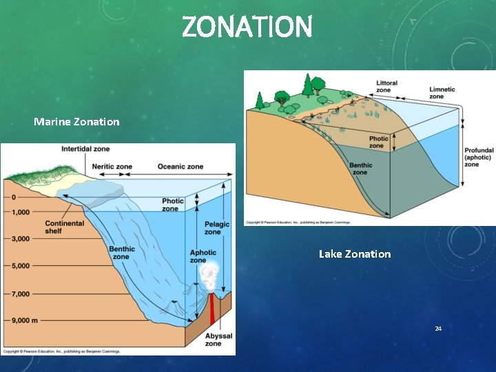 ZONATION Marine Zonation Lake Zonation 24 