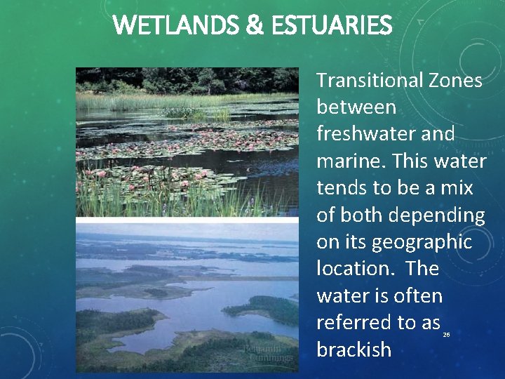 WETLANDS & ESTUARIES Transitional Zones between freshwater and marine. This water tends to be