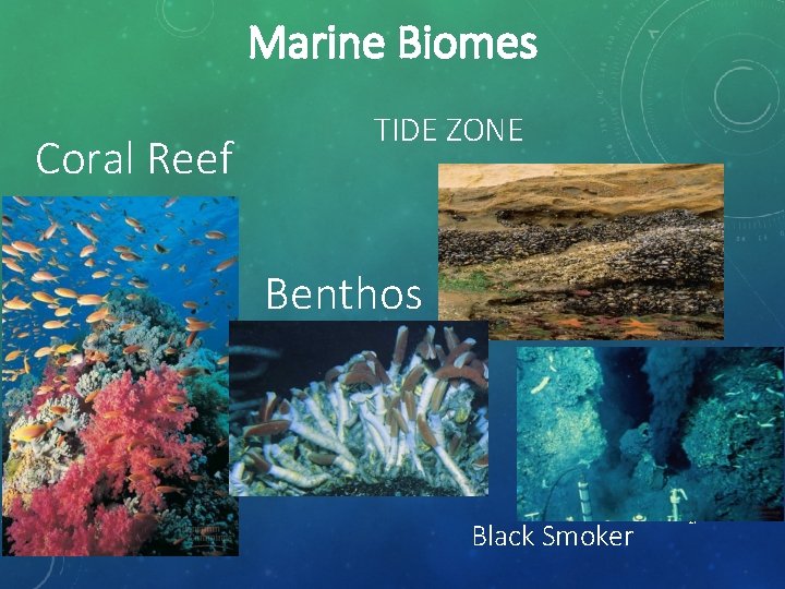 Marine Biomes Coral Reef TIDE ZONE Benthos Black Smoker 27 