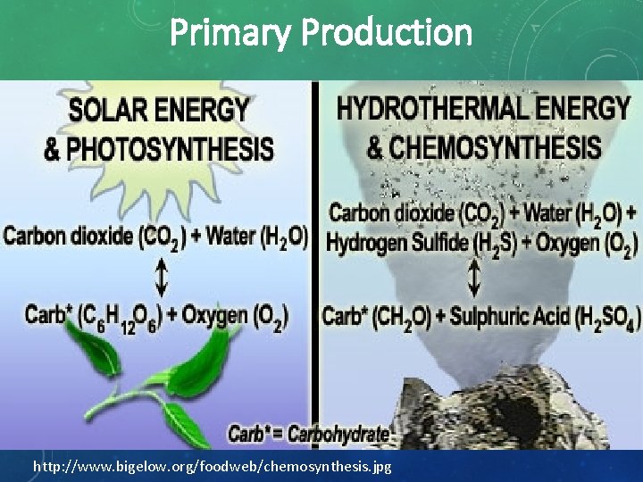 Primary Production 3 http: //www. bigelow. org/foodweb/chemosynthesis. jpg 