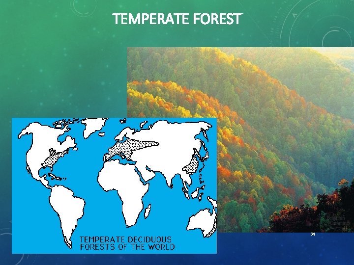 TEMPERATE FOREST 34 