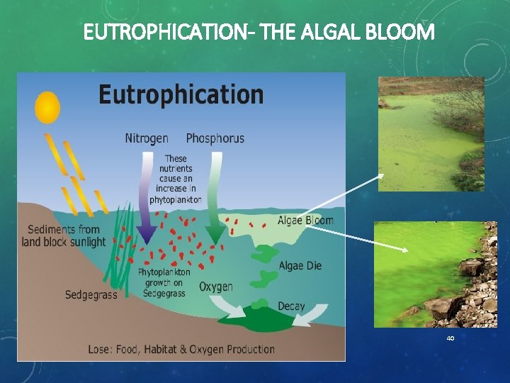 EUTROPHICATION- THE ALGAL BLOOM 40 