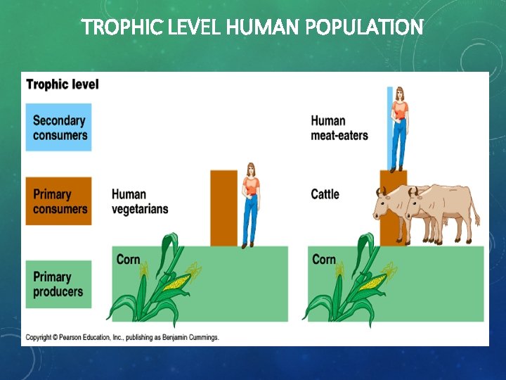 TROPHIC LEVEL HUMAN POPULATION 8 