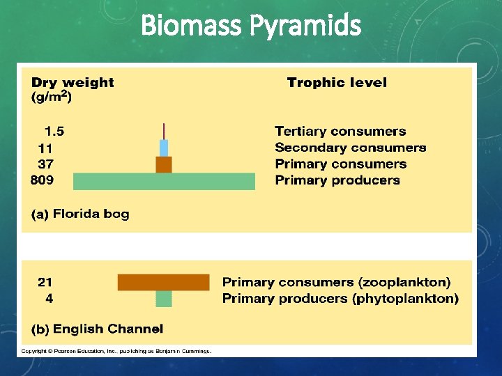 Biomass Pyramids • I think this slide should go up with the other pyramid