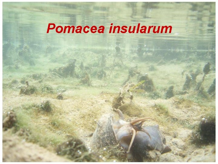 Pomacea insularum 