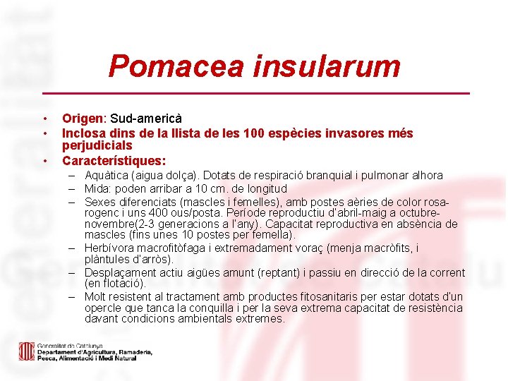 Pomacea insularum • • • Origen: Sud-americà Inclosa dins de la llista de les