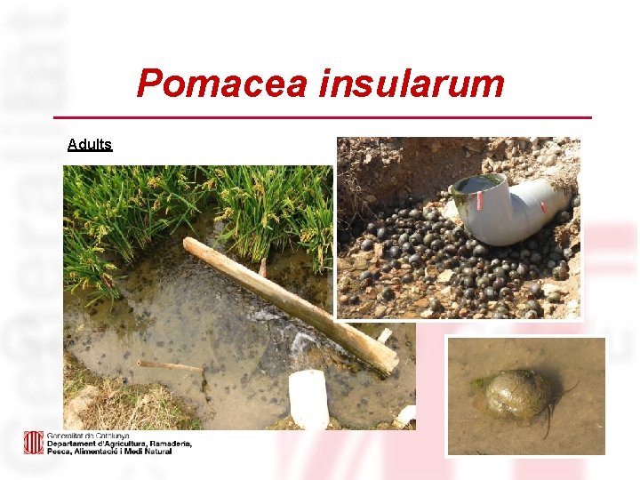 Pomacea insularum Adults 