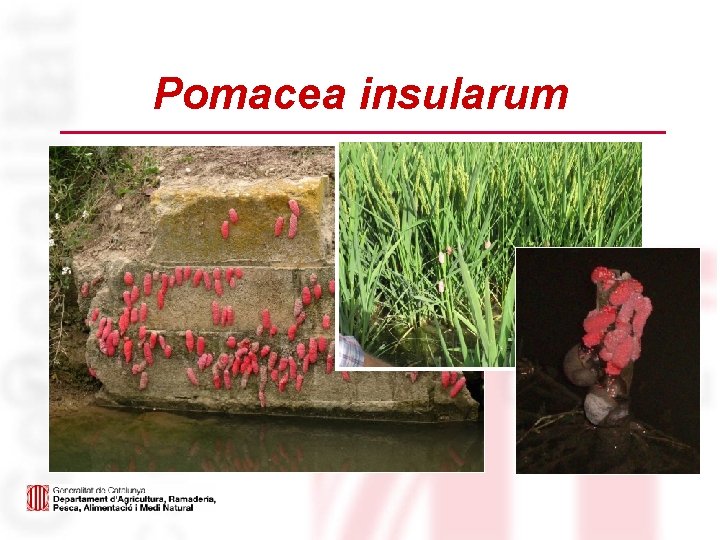 Pomacea insularum Postes 