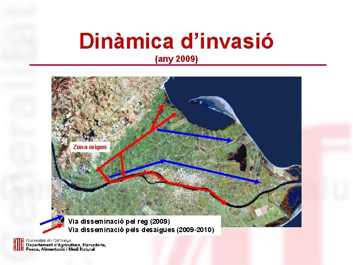 Dinàmica d’invasió (any 2009) Zona origen Via disseminació pel reg (2009) Via disseminació pels
