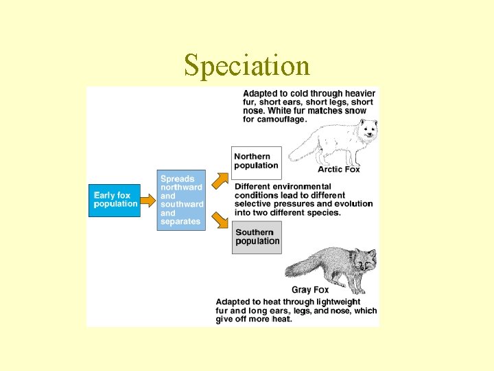 Speciation 