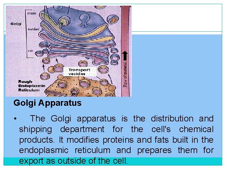 Golgi Apparatus • The Golgi apparatus is the distribution and shipping department for the