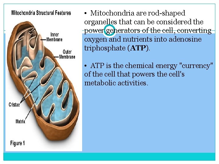  • Mitochondria are rod-shaped organelles that can be considered the power generators of