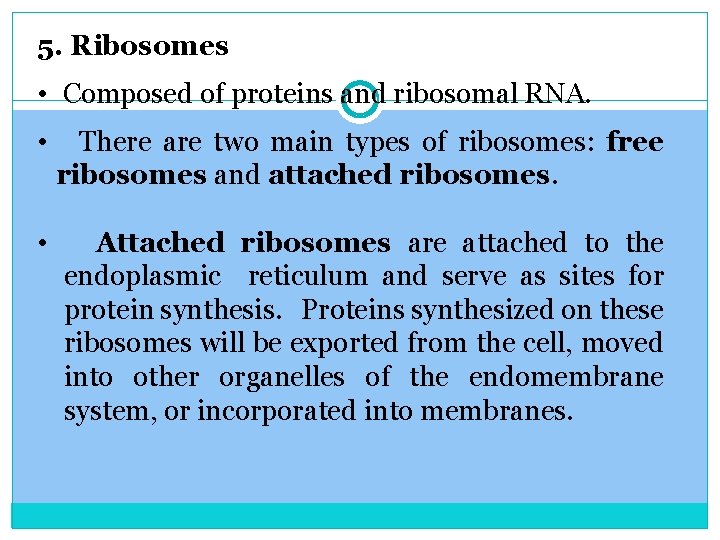 5. Ribosomes • Composed of proteins and ribosomal RNA. • There are two main