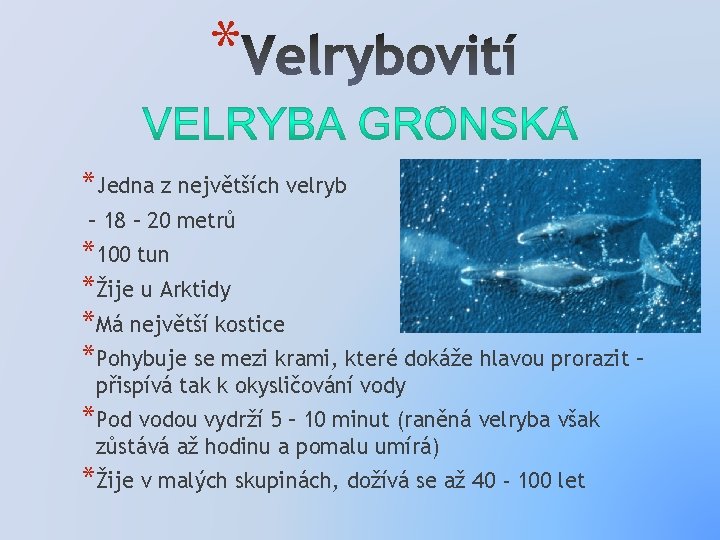 * *Jedna z největších velryb – 18 – 20 metrů *100 tun *Žije u