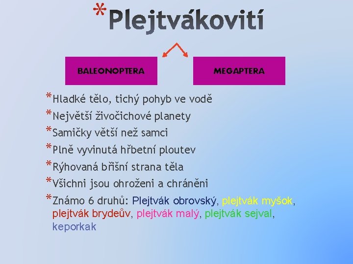 * BALEONOPTERA MEGAPTERA *Hladké tělo, tichý pohyb ve vodě *Největší živočichové planety *Samičky větší