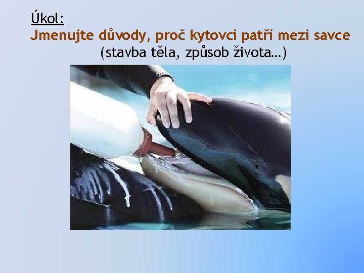 Úkol: Jmenujte důvody, proč kytovci patří mezi savce (stavba těla, způsob života…) 