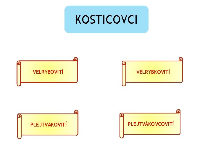 KOSTICOVCI VELRYBOVITÍ PLEJTVÁKOVITÍ VELRYBKOVITÍ PLEJTVÁKOVCOVITÍ 