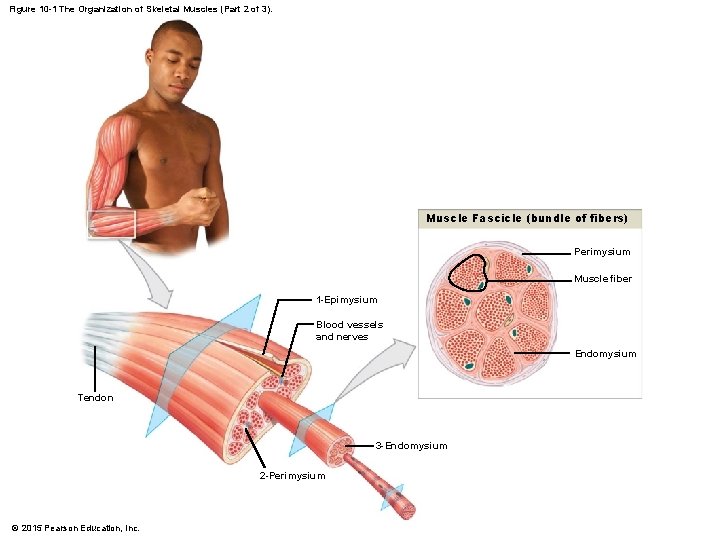 Figure 10 -1 The Organization of Skeletal Muscles (Part 2 of 3). Muscle Fascicle
