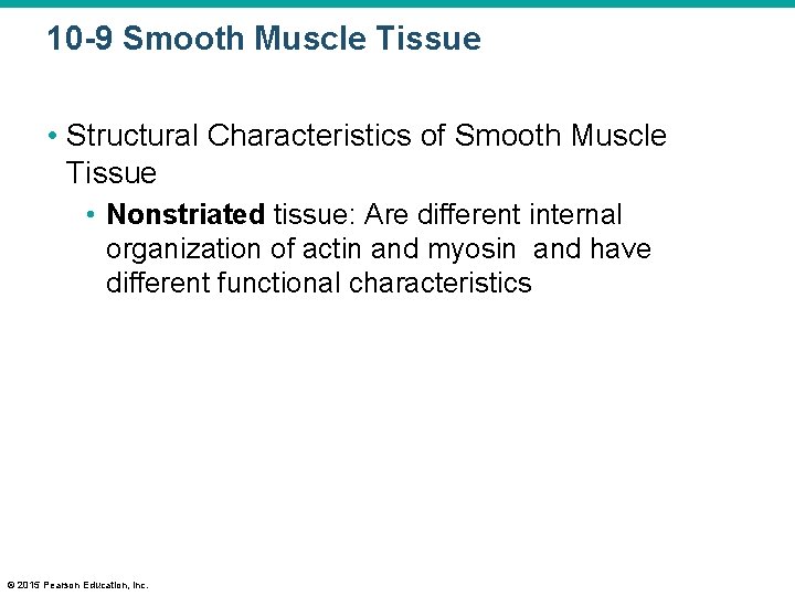 10 -9 Smooth Muscle Tissue • Structural Characteristics of Smooth Muscle Tissue • Nonstriated
