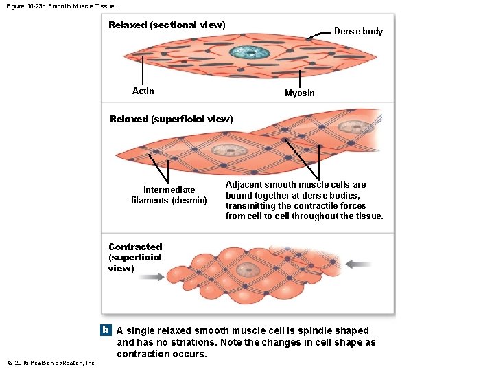 Figure 10 -23 b Smooth Muscle Tissue. Relaxed (sectional view) Actin Dense body Myosin