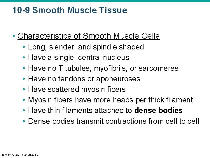 10 -9 Smooth Muscle Tissue • Characteristics of Smooth Muscle Cells • • Long,