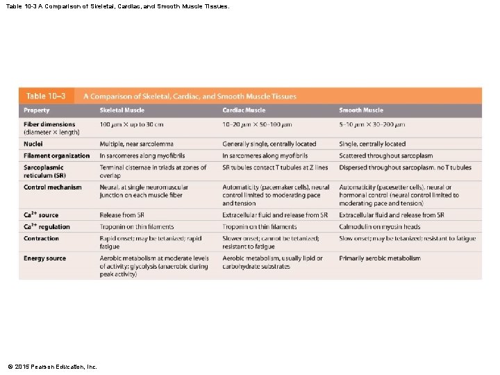 Table 10 -3 A Comparison of Skeletal, Cardiac, and Smooth Muscle Tissues. © 2015
