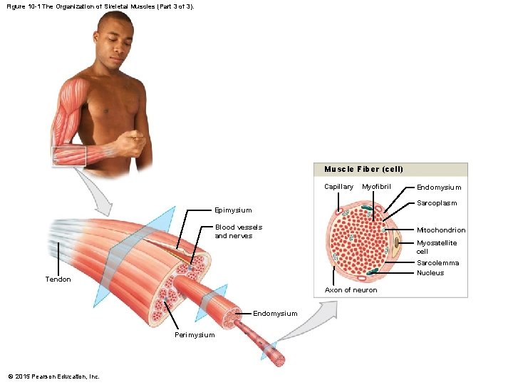 Figure 10 -1 The Organization of Skeletal Muscles (Part 3 of 3). Muscle Fiber