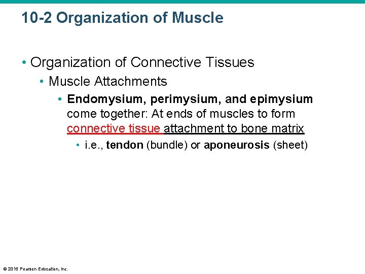 10 -2 Organization of Muscle • Organization of Connective Tissues • Muscle Attachments •