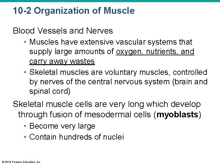 10 -2 Organization of Muscle Blood Vessels and Nerves • Muscles have extensive vascular