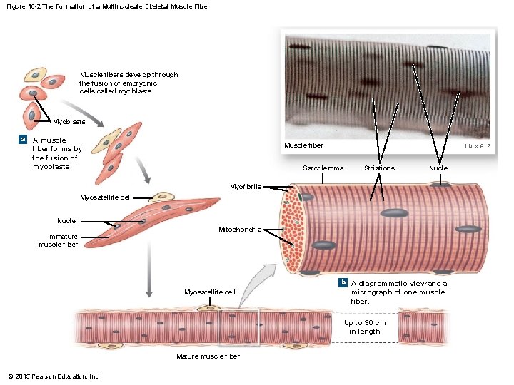 Figure 10 -2 The Formation of a Multinucleate Skeletal Muscle Fiber. Muscle fibers develop