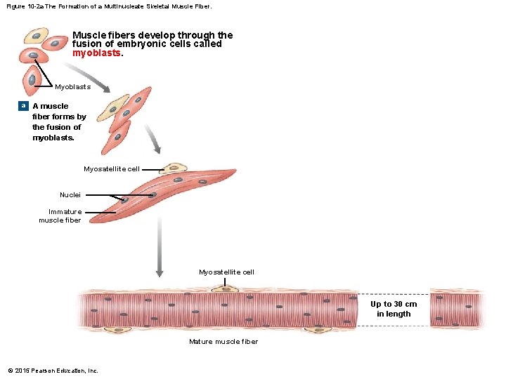 Figure 10 -2 a The Formation of a Multinucleate Skeletal Muscle Fiber. Muscle fibers