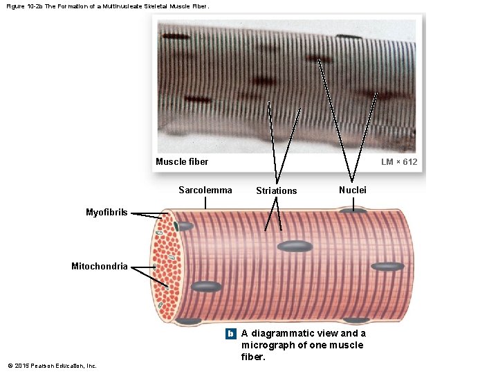 Figure 10 -2 b The Formation of a Multinucleate Skeletal Muscle Fiber. Muscle fiber