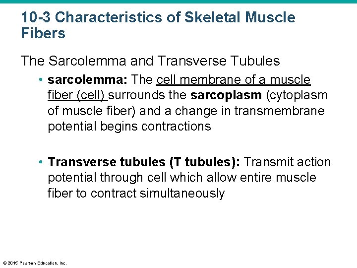 10 -3 Characteristics of Skeletal Muscle Fibers The Sarcolemma and Transverse Tubules • sarcolemma: