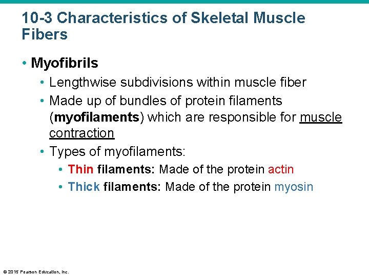 10 -3 Characteristics of Skeletal Muscle Fibers • Myofibrils • Lengthwise subdivisions within muscle