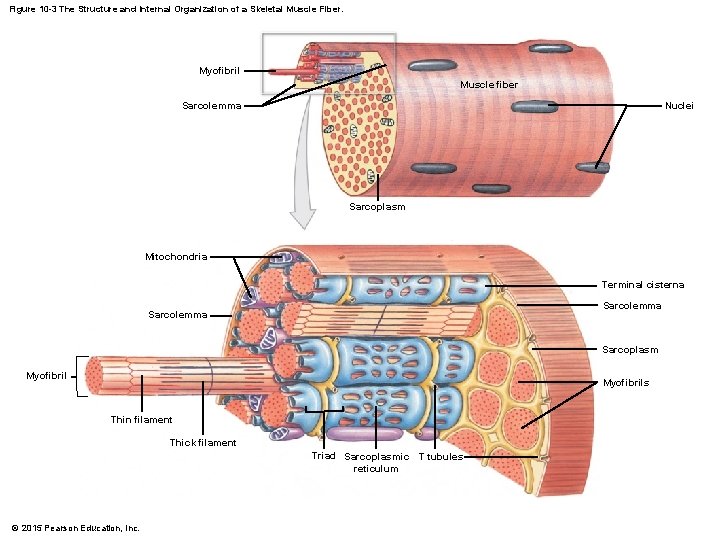 Figure 10 -3 The Structure and Internal Organization of a Skeletal Muscle Fiber. Myofibril