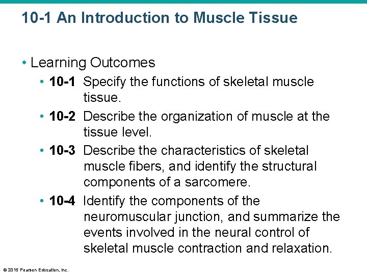10 -1 An Introduction to Muscle Tissue • Learning Outcomes • 10 -1 Specify
