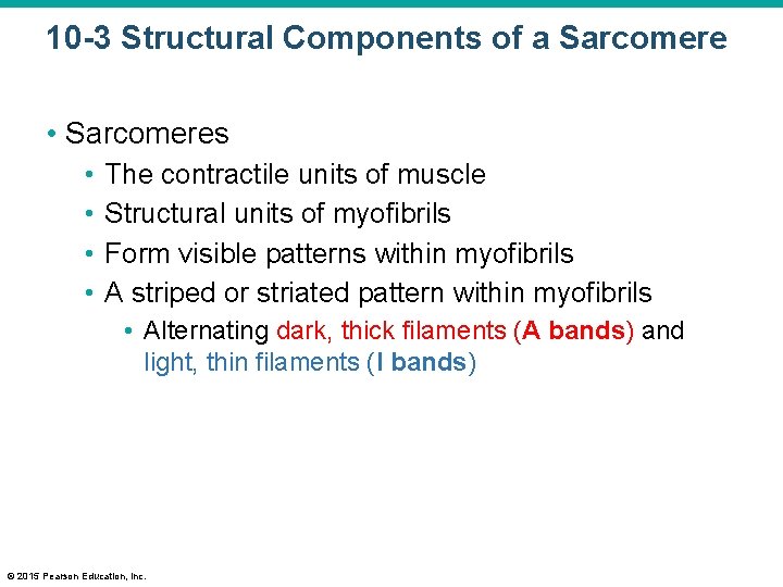 10 -3 Structural Components of a Sarcomere • Sarcomeres • • The contractile units