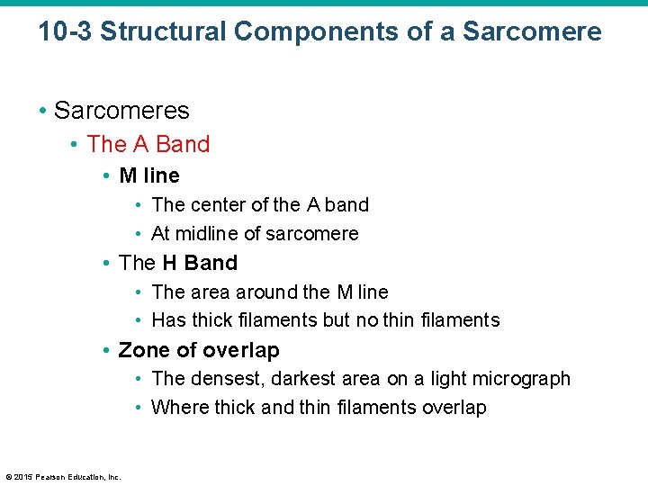 10 -3 Structural Components of a Sarcomere • Sarcomeres • The A Band •