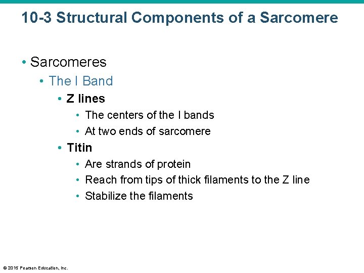 10 -3 Structural Components of a Sarcomere • Sarcomeres • The I Band •