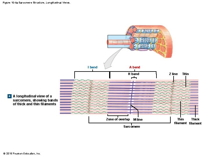 Figure 10 -4 a Sarcomere Structure, Longitudinal Views. I band A band H band
