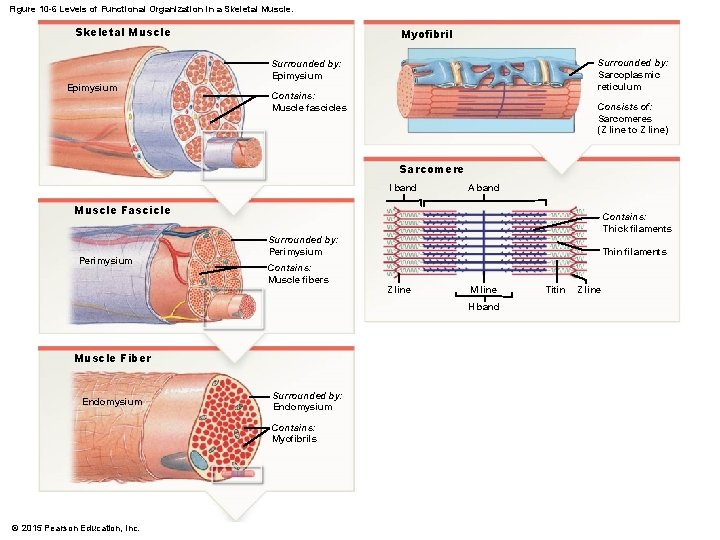 Figure 10 -6 Levels of Functional Organization in a Skeletal Muscle Myofibril Surrounded by:
