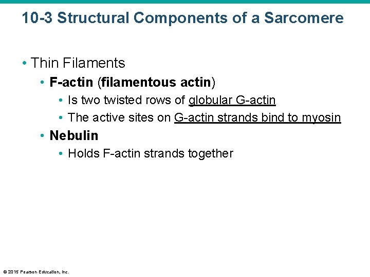 10 -3 Structural Components of a Sarcomere • Thin Filaments • F-actin (filamentous actin)