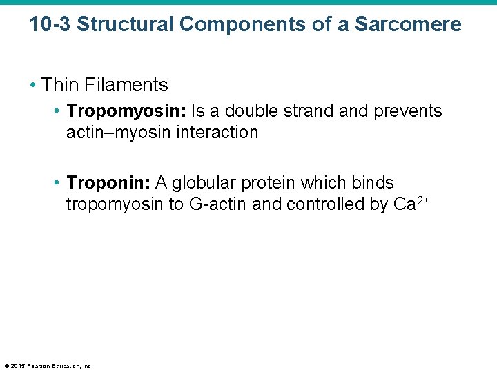 10 -3 Structural Components of a Sarcomere • Thin Filaments • Tropomyosin: Is a