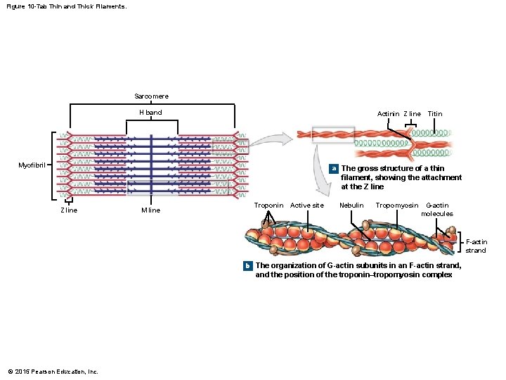 Figure 10 -7 ab Thin and Thick Filaments. Sarcomere H band Actinin Z line